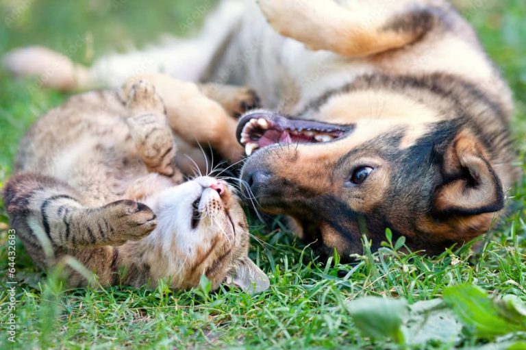 koira ja kissa makoilee